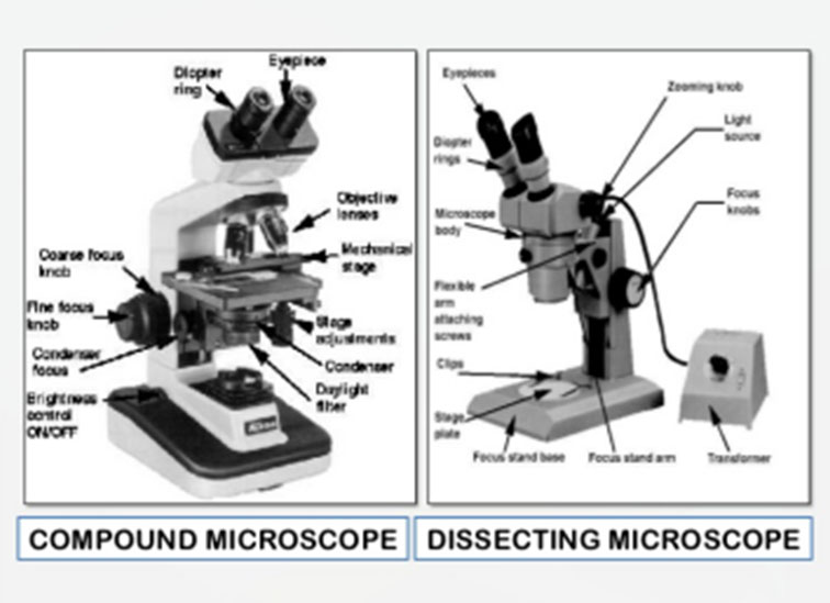 Difference between Compound & Dissecting Microscopes